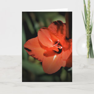 Gladioli, kaart