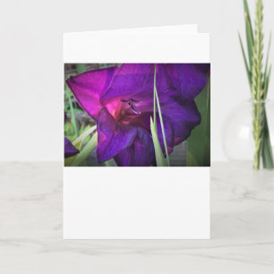 Gladioli, kaart