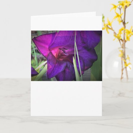 Gladioli, kaart (Gele Bloem)