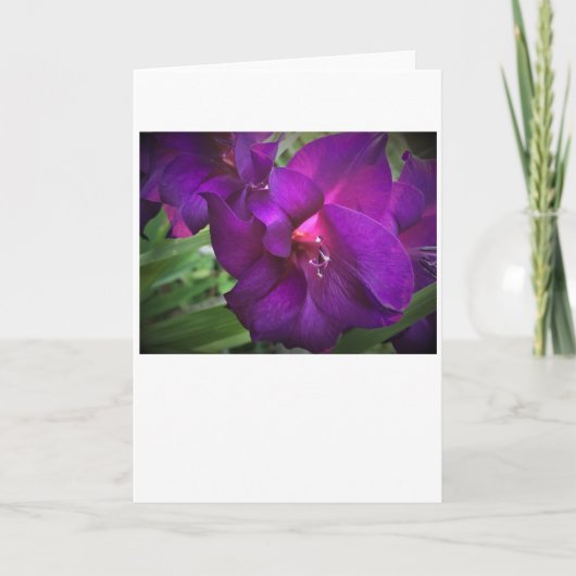 Gladioli, kaart (Voorkant)