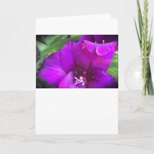 Gladioli, kaart (Voorkant)