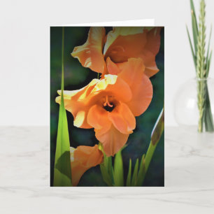 Gladioli, kaart