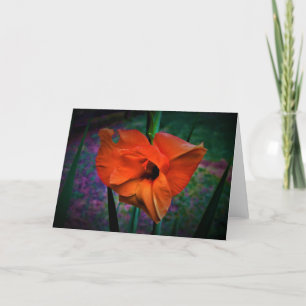 Gladioli, kaart
