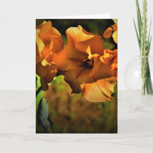 Gladioli, kaart (Voorkant)
