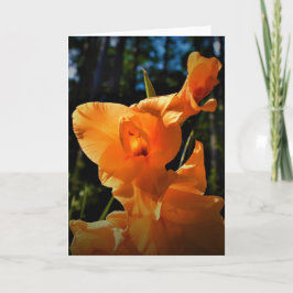 Gladioli, kaart
