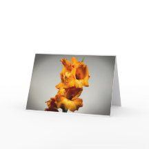 Gladioli Kaart