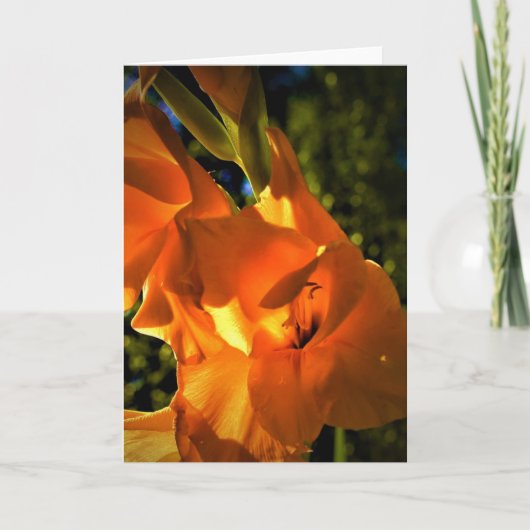 Gladioli, kaart (Voorkant)
