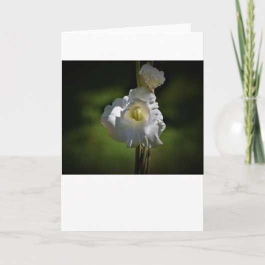 Gladioli, kaart (Voorkant)