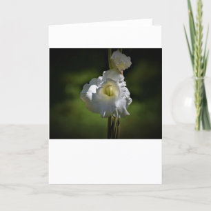 Gladioli, kaart