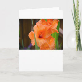 Gladioli, kaart