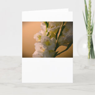 Gladioli, kaart