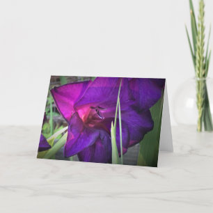 Gladioli, kaart