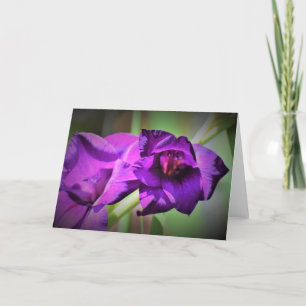Gladioli, kaart