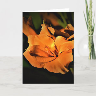 Gladioli, kaart
