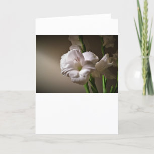 Gladioli, kaart