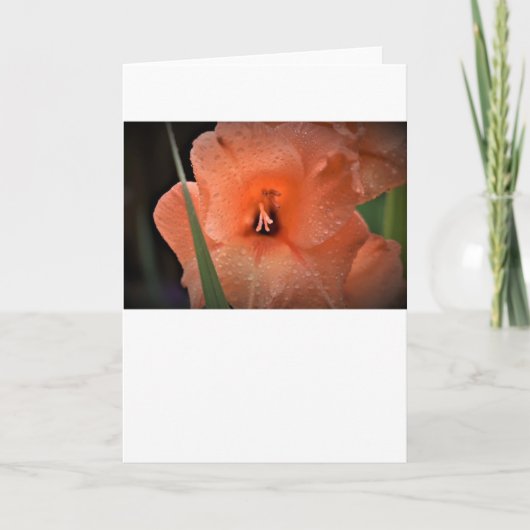 Gladioli, kaart (Voorkant)