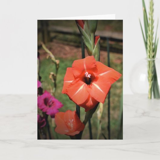 Gladioli, kaart (Voorkant)