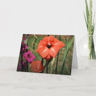 Gladioli, kaart