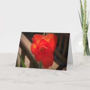 Gladioli, kaart