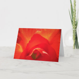Gladioli, kaart