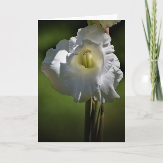 Gladioli, kaart (Voorkant)
