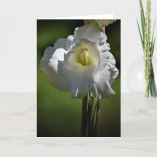 Gladioli, kaart