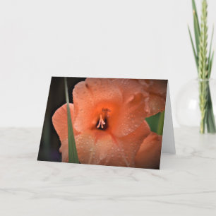 Gladioli, kaart