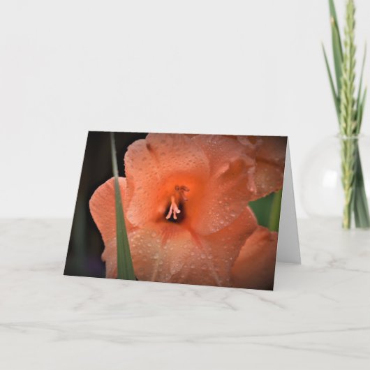 Gladioli, kaart (Voorkant)