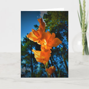 Gladioli, kaart