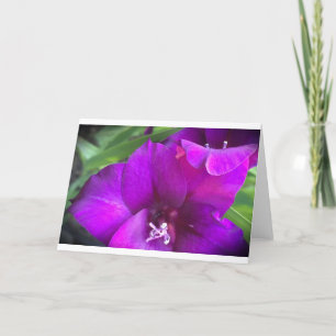Gladioli, kaart