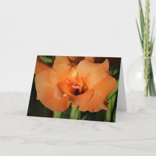 Gladioli, kaart