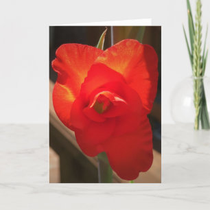 Gladioli, kaart