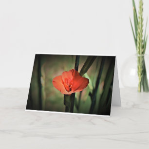 Gladioli, kaart