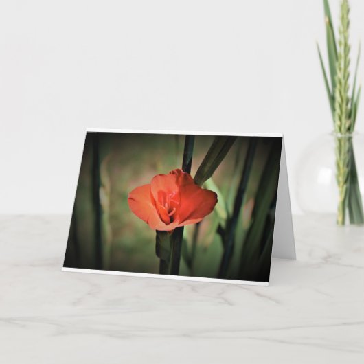 Gladioli, kaart (Voorkant)