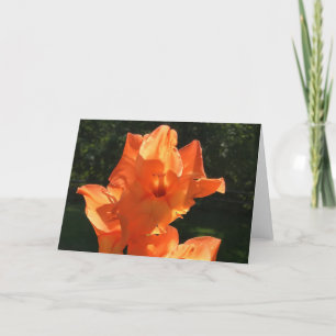Gladioli, kaart