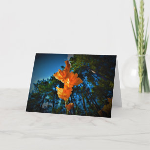Gladioli, kaart