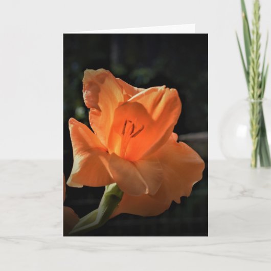 Gladioli, kaart (Voorkant)