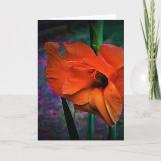 Gladioli, kaart (Voorkant)