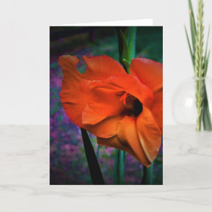 Gladioli, kaart