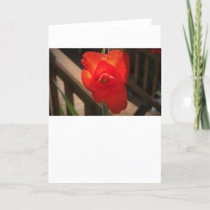 Gladioli, kaart