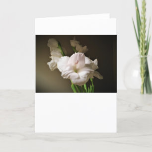 Gladioli, kaart