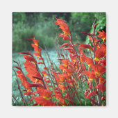 Gladioli Magneet (Voorkant)