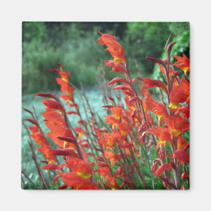 Gladioli Magneet