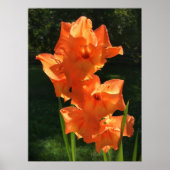 Gladioli Poster (Voorkant)