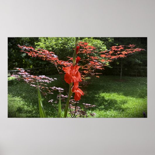 Gladioli Poster (Voorkant)