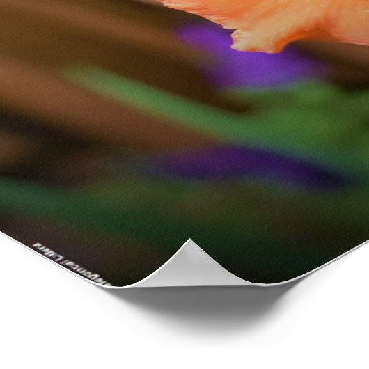 Gladioli Poster (Hoek)