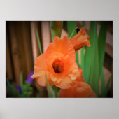 Gladioli Poster (Voorkant)