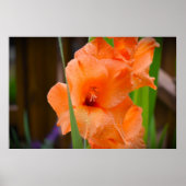 Gladioli Poster (Voorkant)