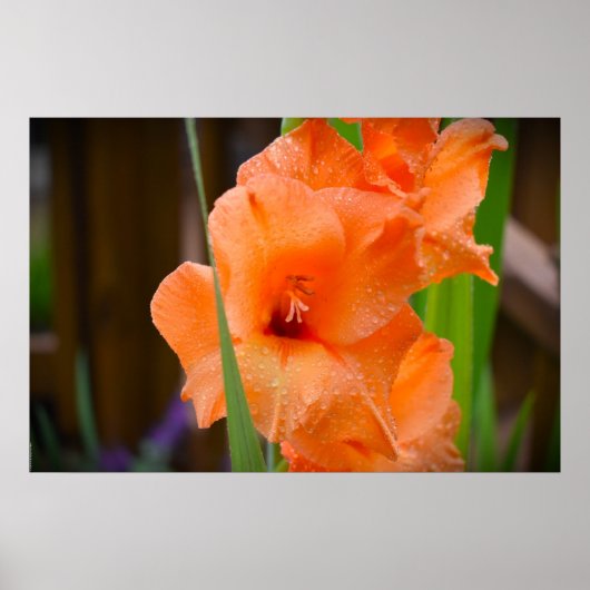 Gladioli Poster (Voorkant)