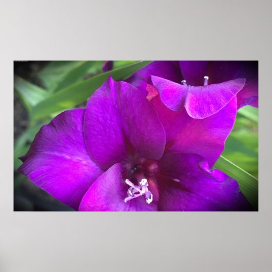 Gladioli Poster (Voorkant)